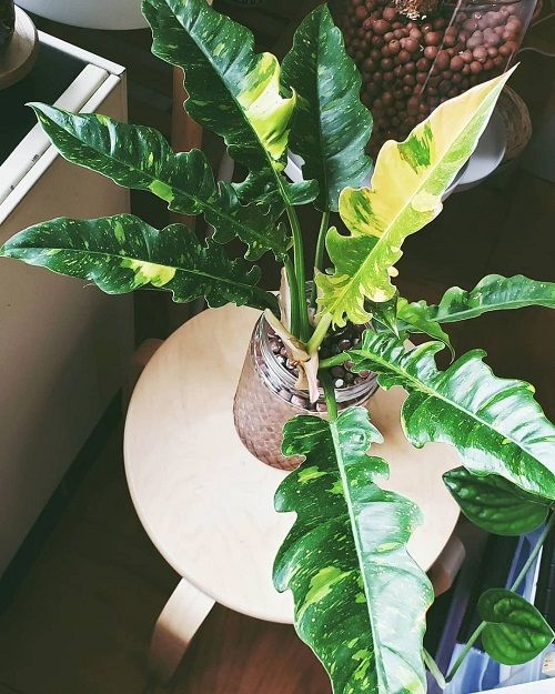 best Colourful Philodendron Varieties