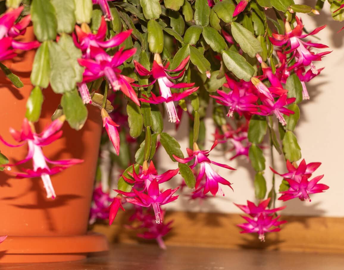christmas cactus