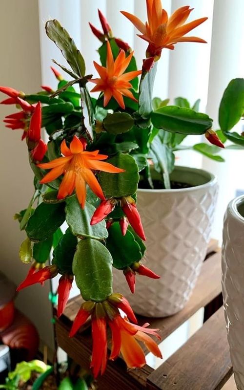 christmas cactus orange