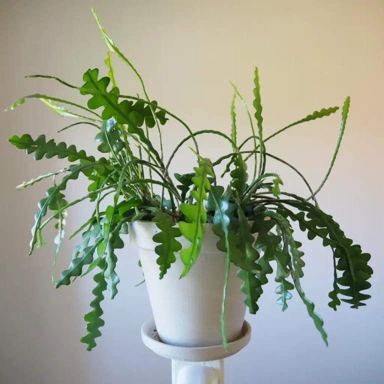 Maak Je Visgraatcactus Happy Met Deze Eenvoudige Verzorgingstips