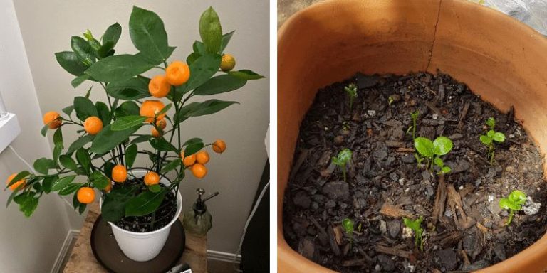 Eet Een Mandarijn En Bewaar De Pitjes – Zo Kweek Je Een Eigen Mini-Citrusboompje!