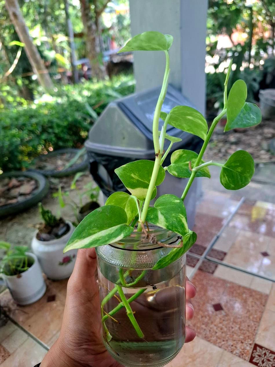 golden pothos propagation