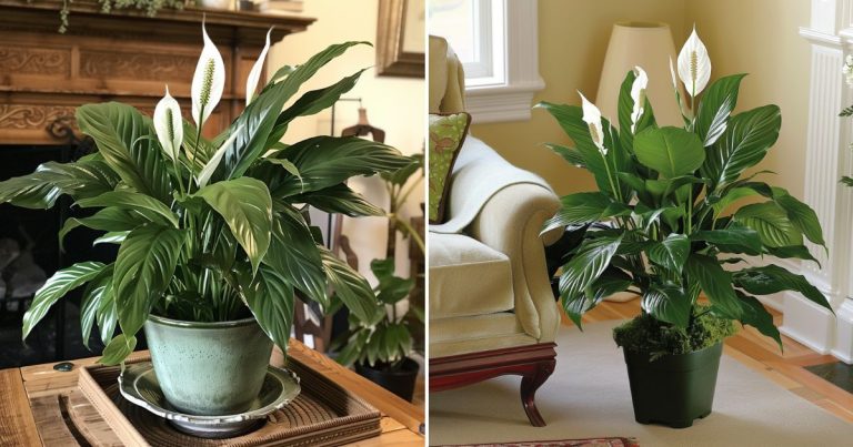 Hoe je een vredeslelie eindeloos kunt laten bloeien