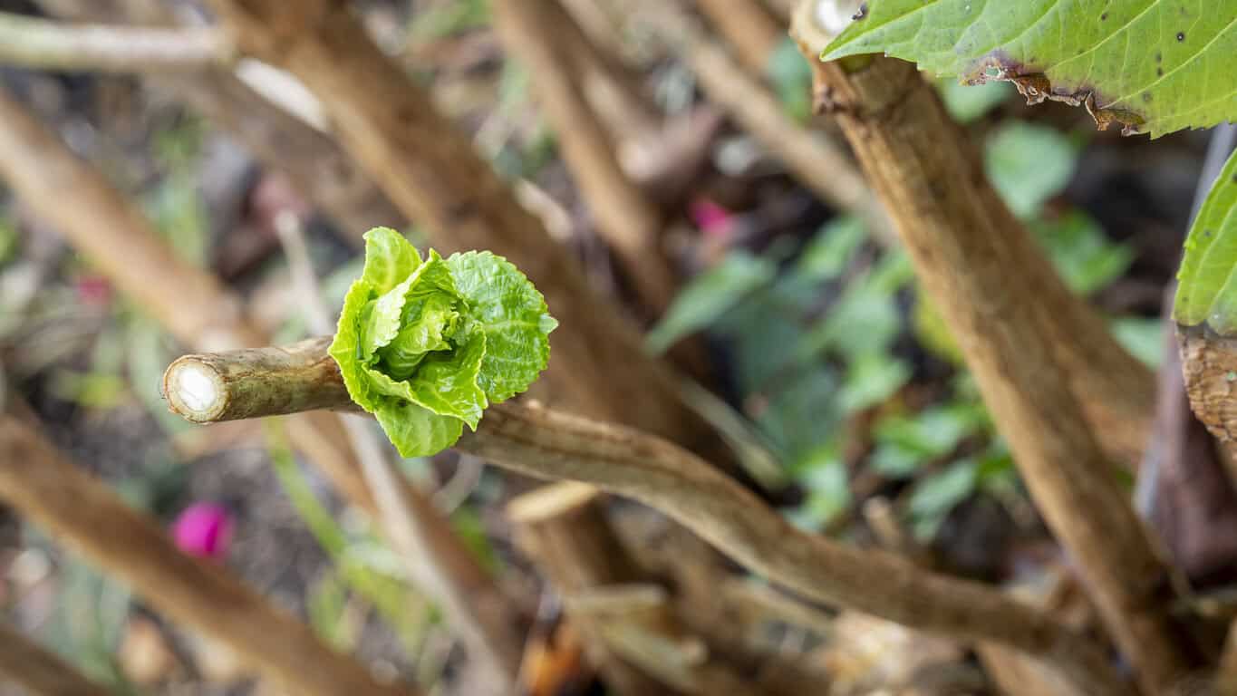 hydrangea bud