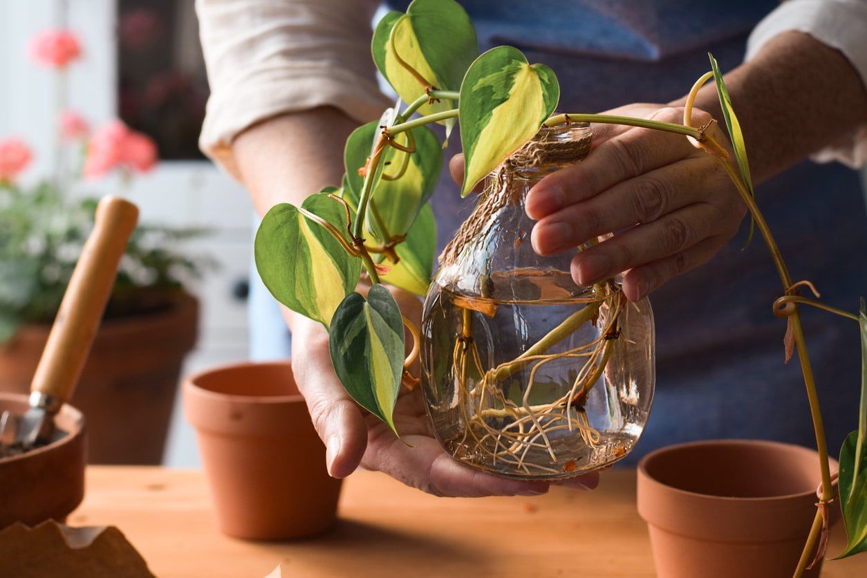 pothos growing in water
