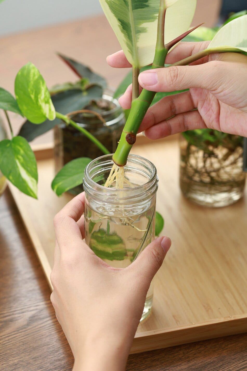 propagation houseplant