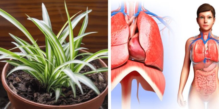 Graslelies Tegen Gifstoffen: Waarom Elke Slaapkamer Er Eén Zou Moeten Hebben