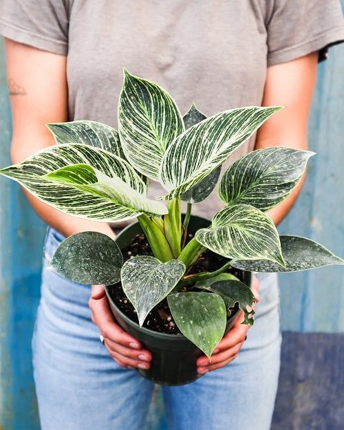 top Best Variegated Philodendrons