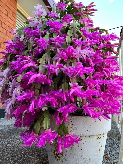 top christmas cactus pink