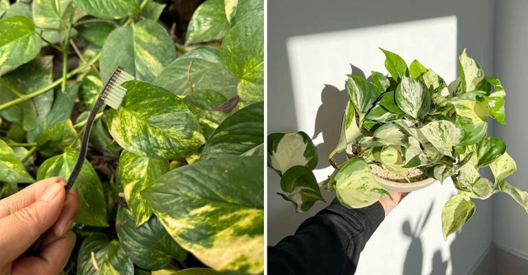 Waarom Een Tandenborstel Je Pothos Sneller Laat Groeien: 5 Handige Tricks
