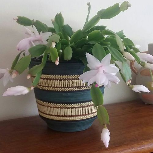 white Best Christmas Cactus Colors