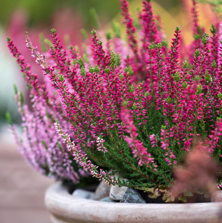 15 winterharde planten om nu in potten te zetten