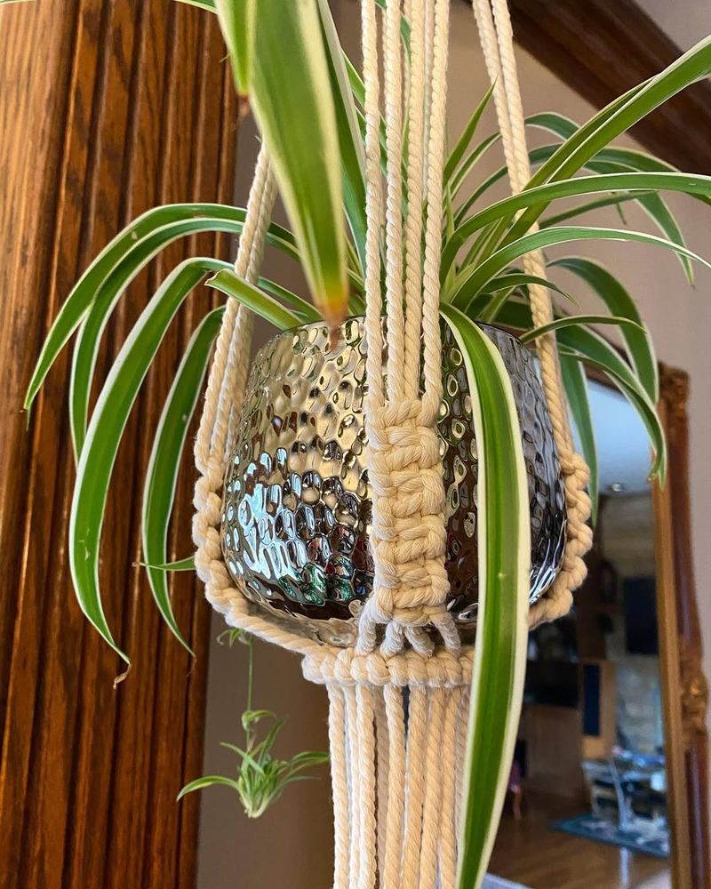 #1 Hang It In A Macrame Plant Hanger Near A Window