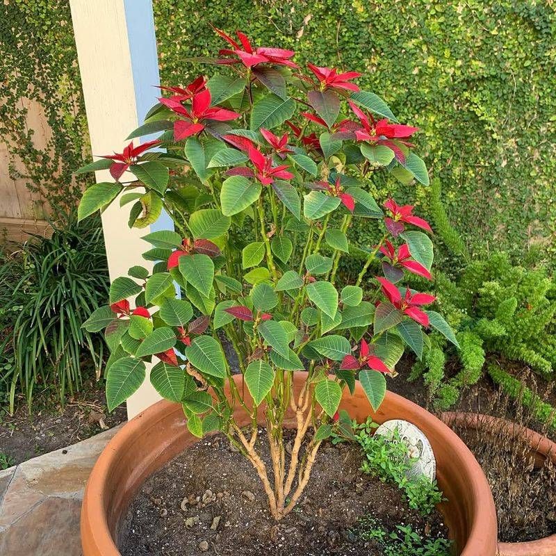 1. Check The Soil Before You Water