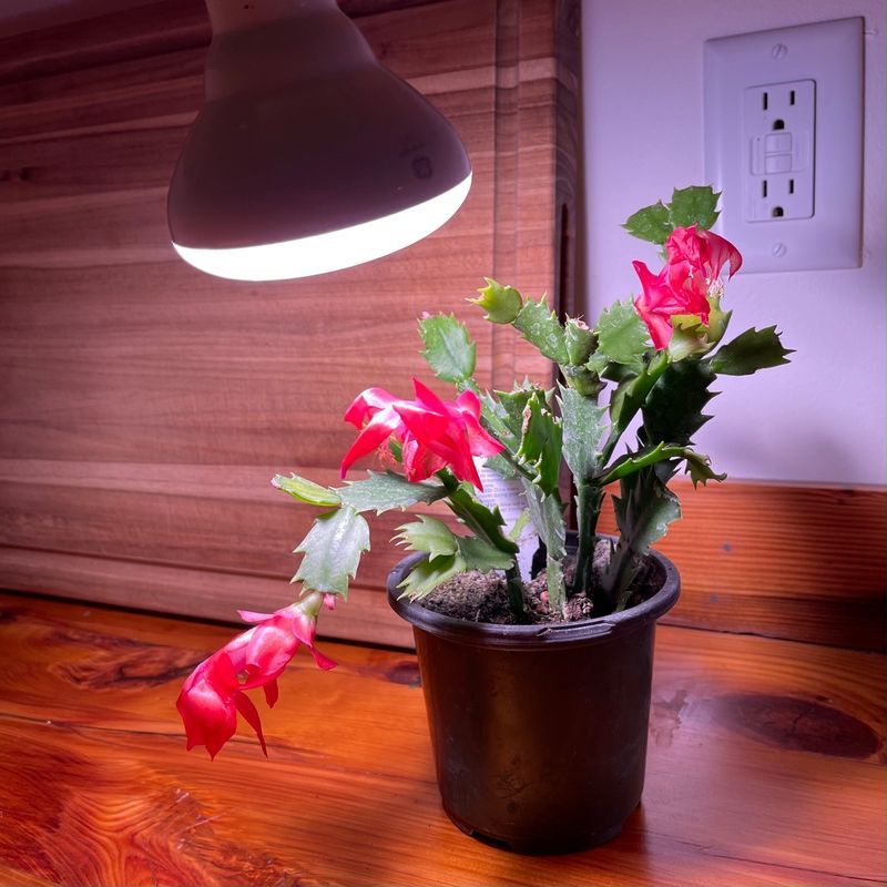 1. Evening Lamps Confuse Your Plant's Internal Clock