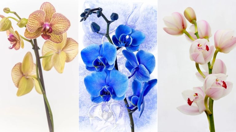 10 prachtige orchideeën die ideaal zijn voor beginners