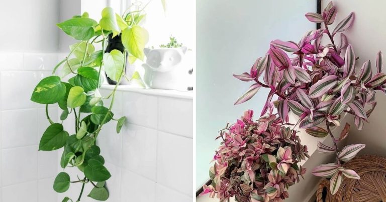 11 beste hangende kamerplanten voor in je badkamer