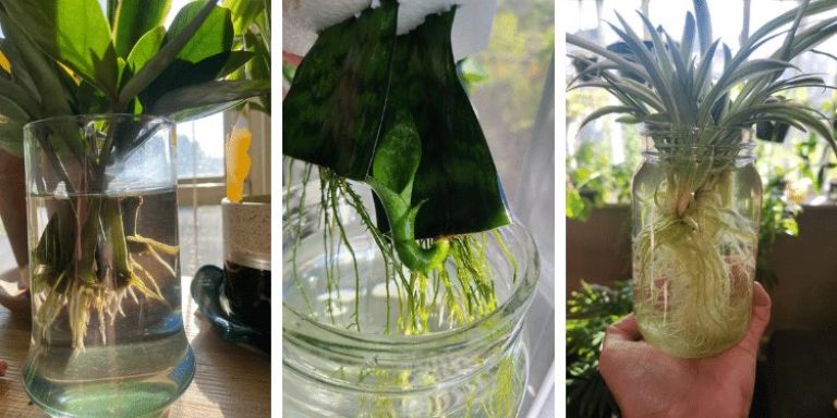 12 kamerplanten die je het hele jaar door in water kunt stekken