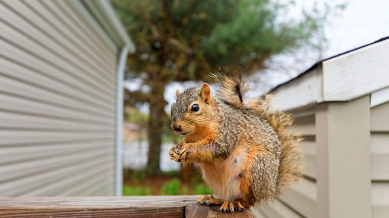 15 redenen waarom je beter twee keer nadenkt voordat je eekhoorns uit je tuin verjaagt