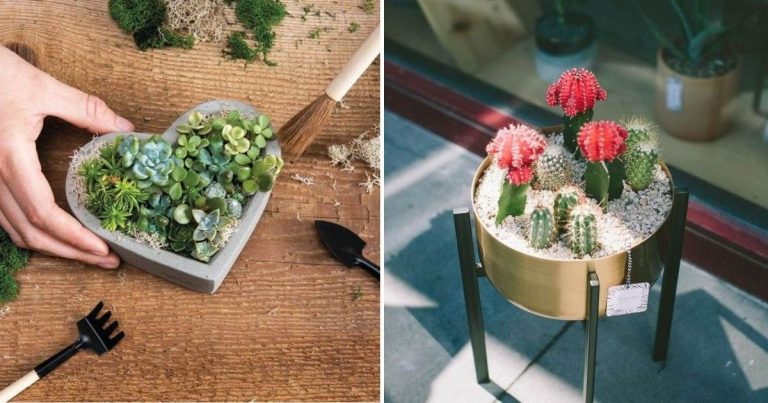 15 magische ideeën voor cactussen en vetplanten in een schaal