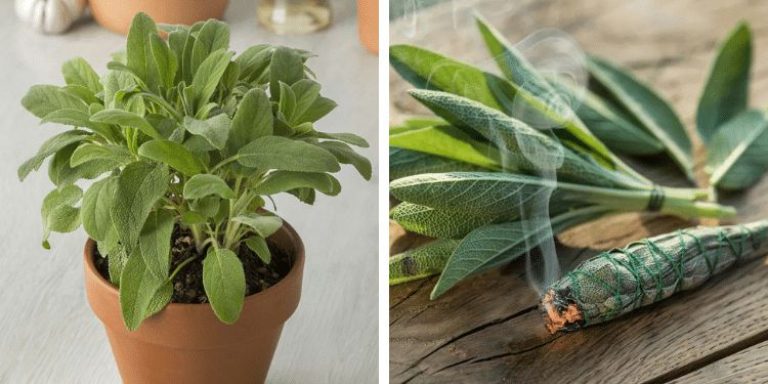 17 krachtige voordelen van salie voor je brein en lichaam waar je waarschijnlijk nooit van hebt gehoord