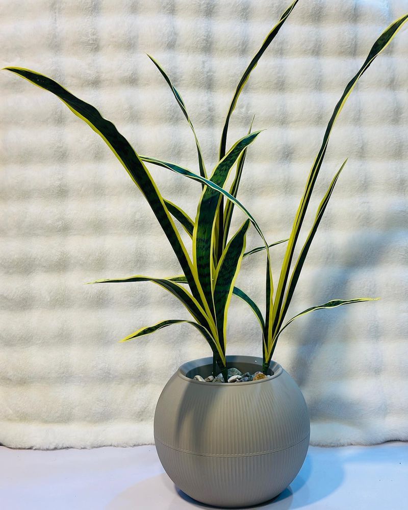 #4 Display It In A Decorative Pot On Your Coffee Table