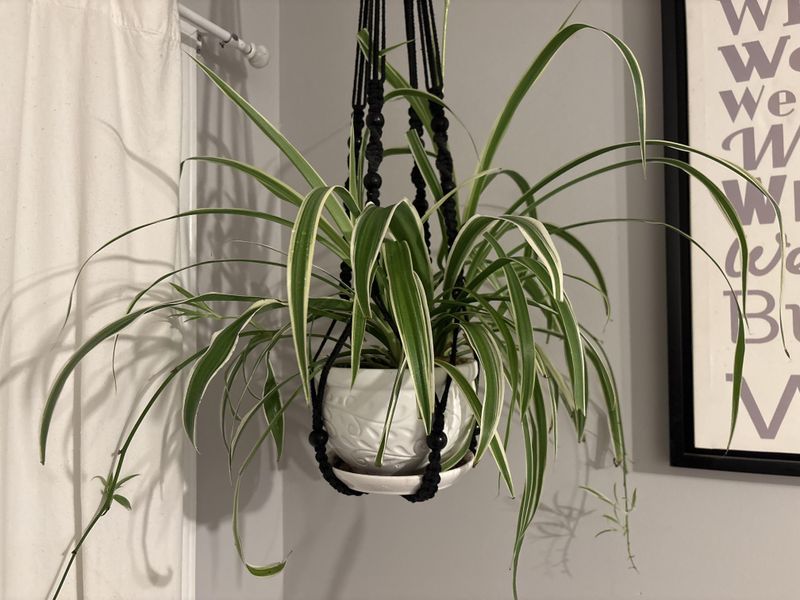 #5 Arrange It In A Hanging Basket On Your Porch