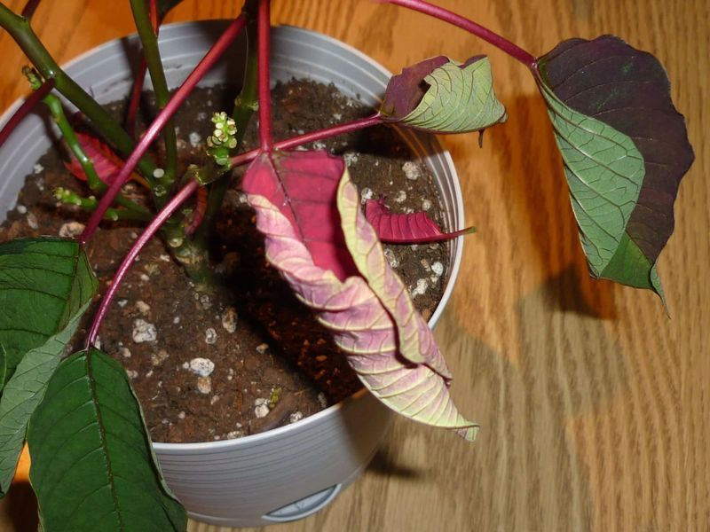 5. Watch For Wilting As Your Signal