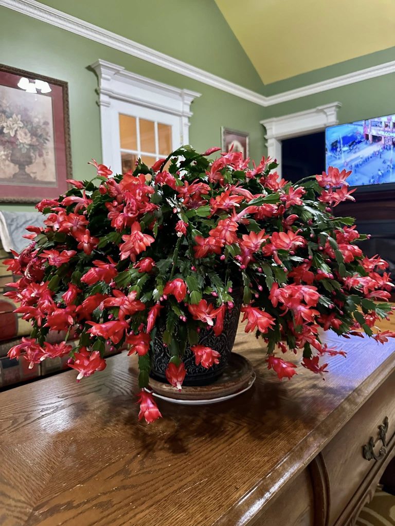 Zo gebruik je koffiedik voor jaar na jaar prachtige bloei van je kerstcactus