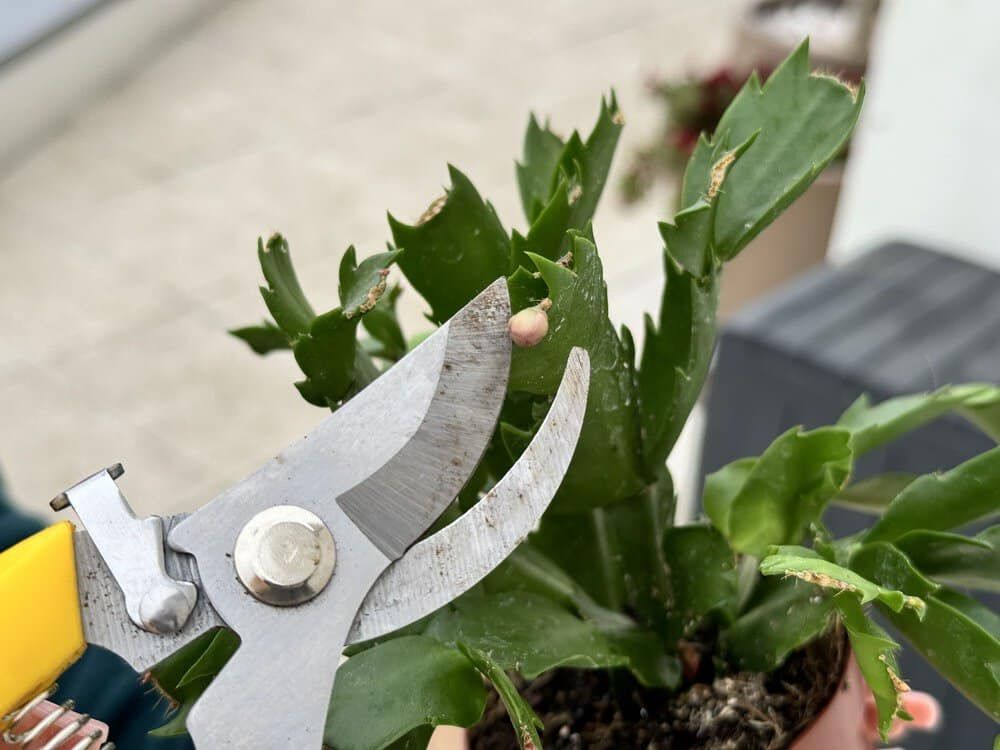 7 Signs It’s Time to Prune Your Christmas Cactus