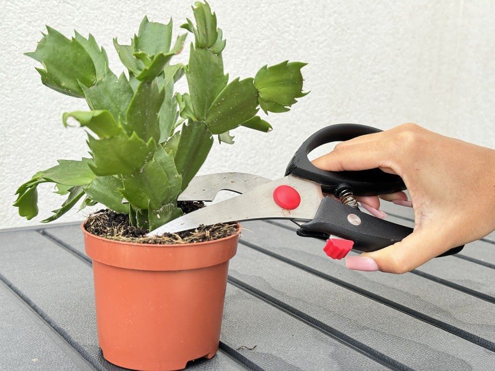 7 Signs It’s Time to Prune Your Christmas Cactus