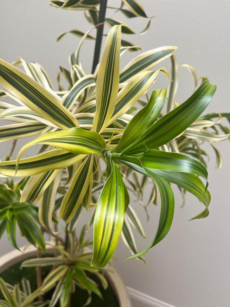 #8 Position It In A Tiered Plant Stand With Other Greenery