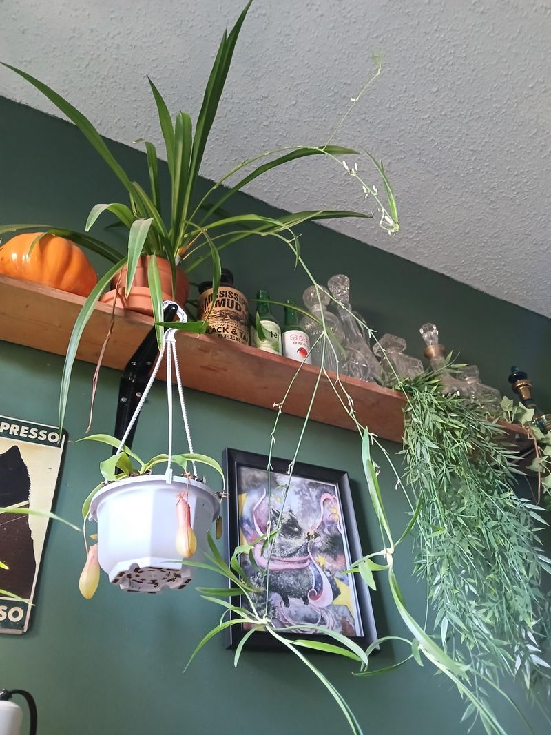 #9 Feature It In A Wall-Mounted Planter Above Your Couch