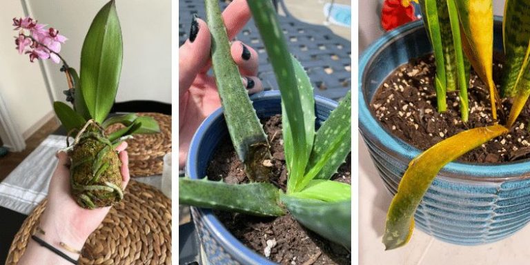 9 planten die een winterpauze nodig hebben: stop nu met water geven