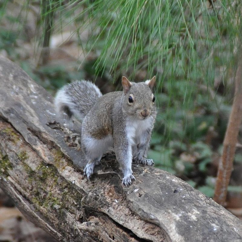 Biodiversity Boosters