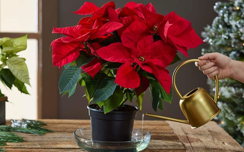 Bottom Watering Is The Game-Changing Method Your Poinsettia Has Been Waiting For
