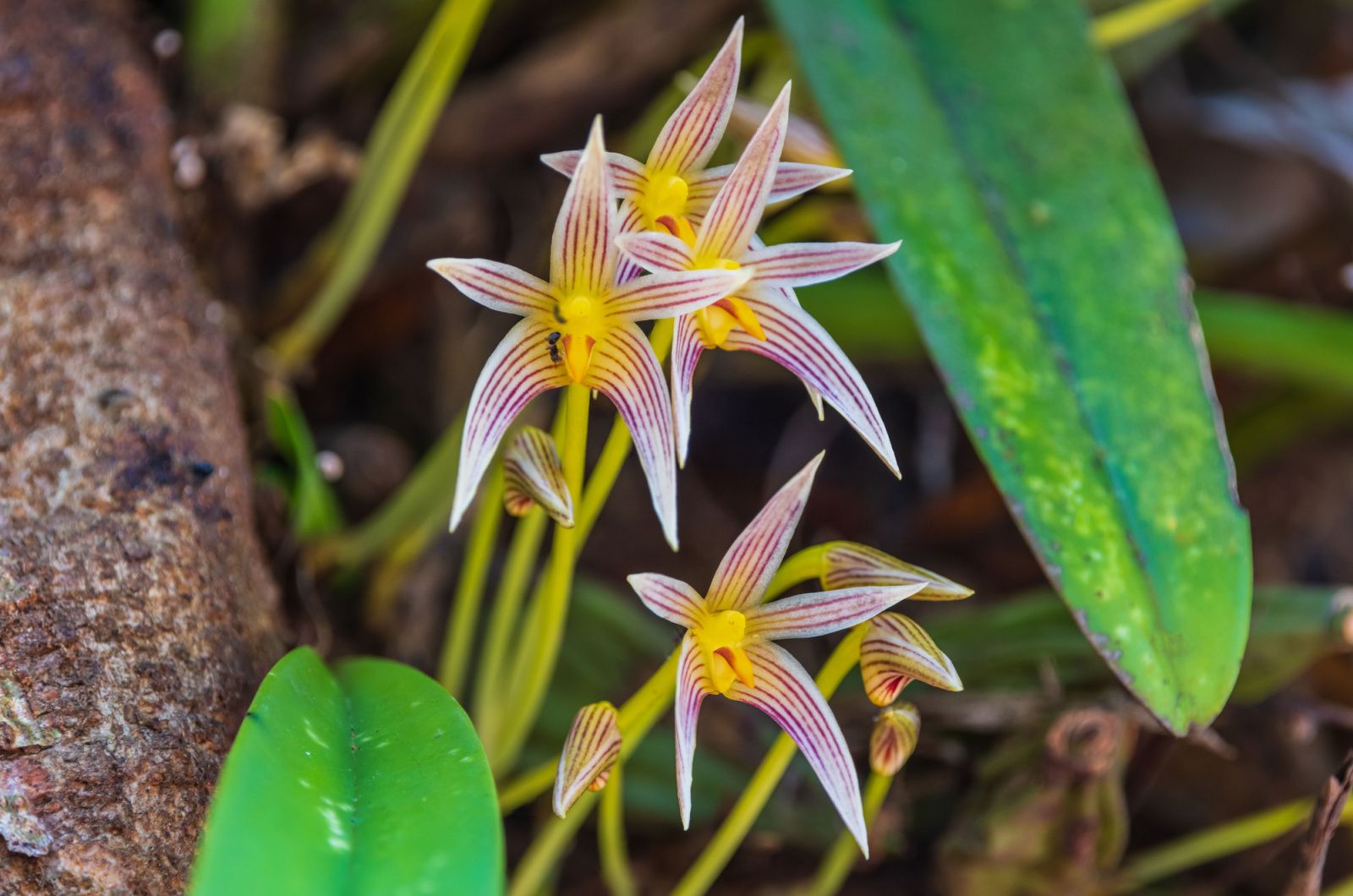 Bulbophyllum orchid flowers