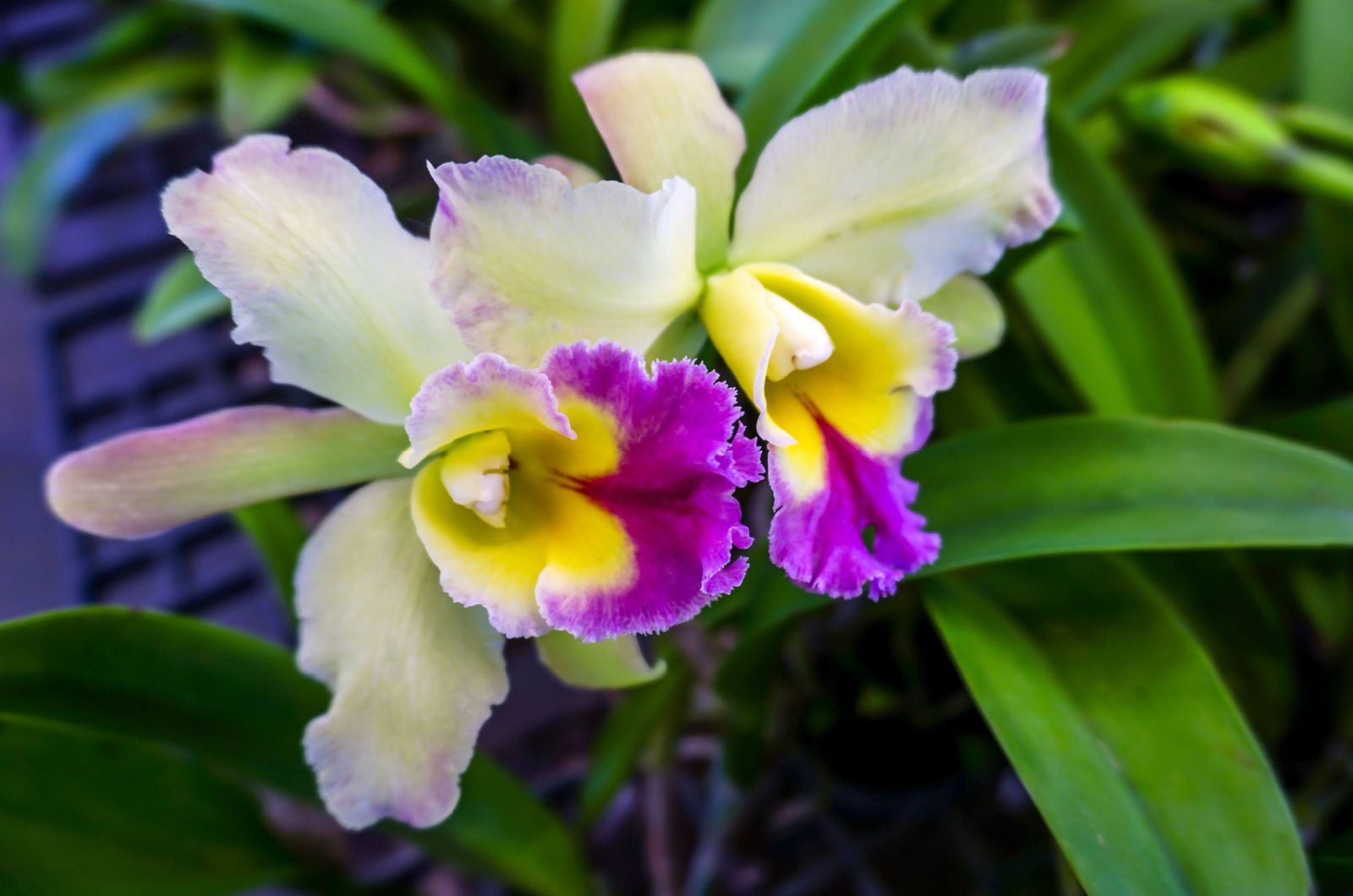 Cattleya orchids in the garden