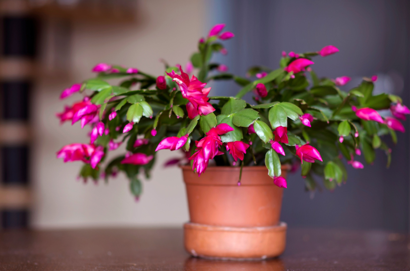 Christmas Cactus in a pot