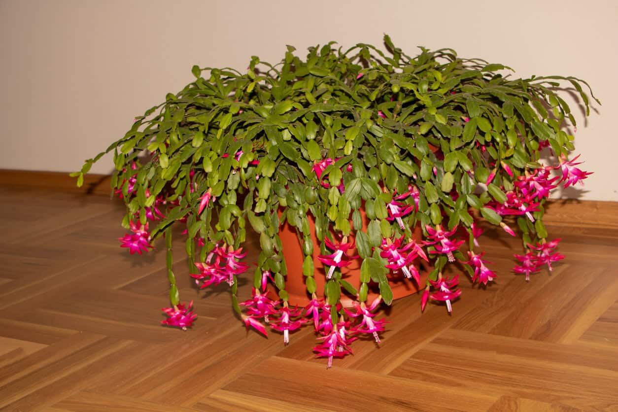 Christmas cactus