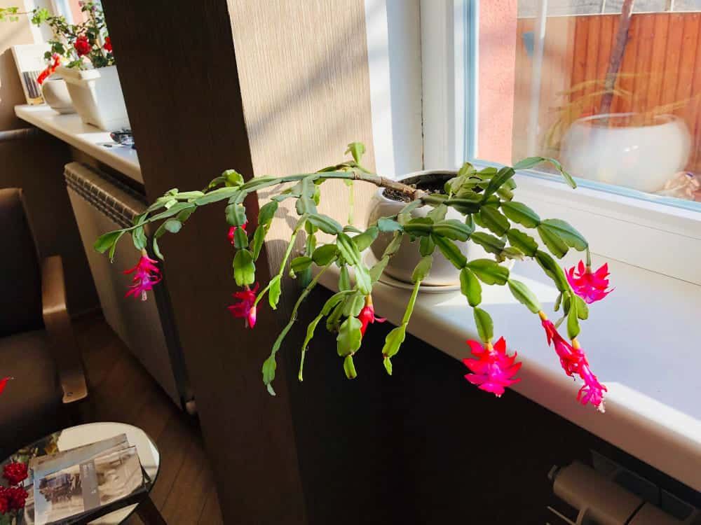 Christmas cactus