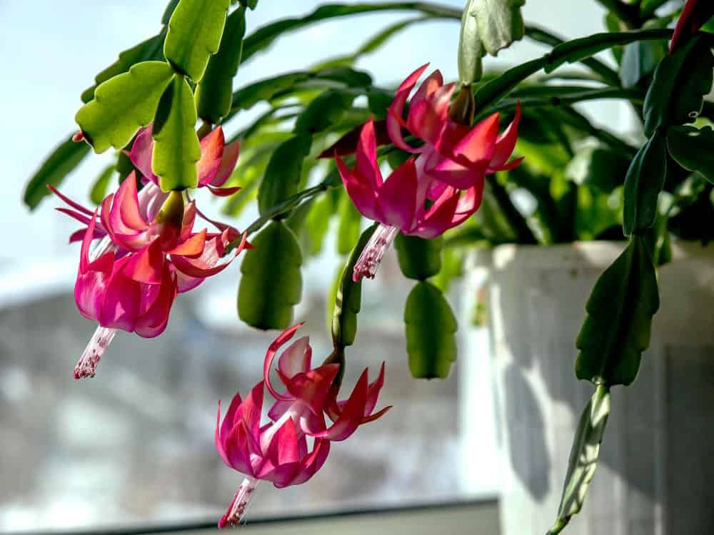 Christmas cactus