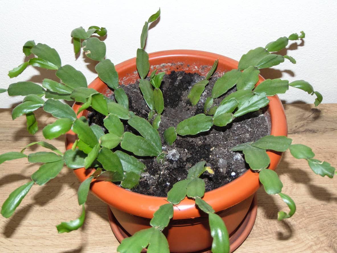 Christmas cactus curling