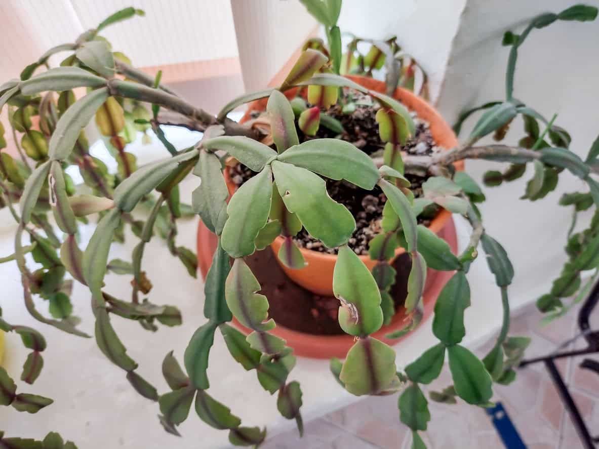 Christmas cactus disease