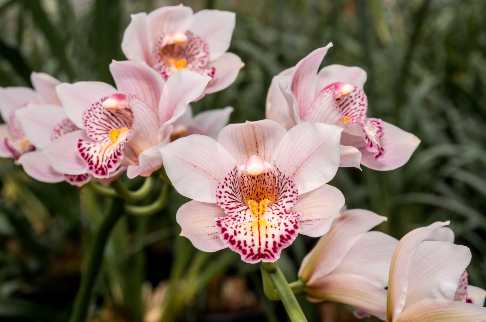 Cymbidium orchid