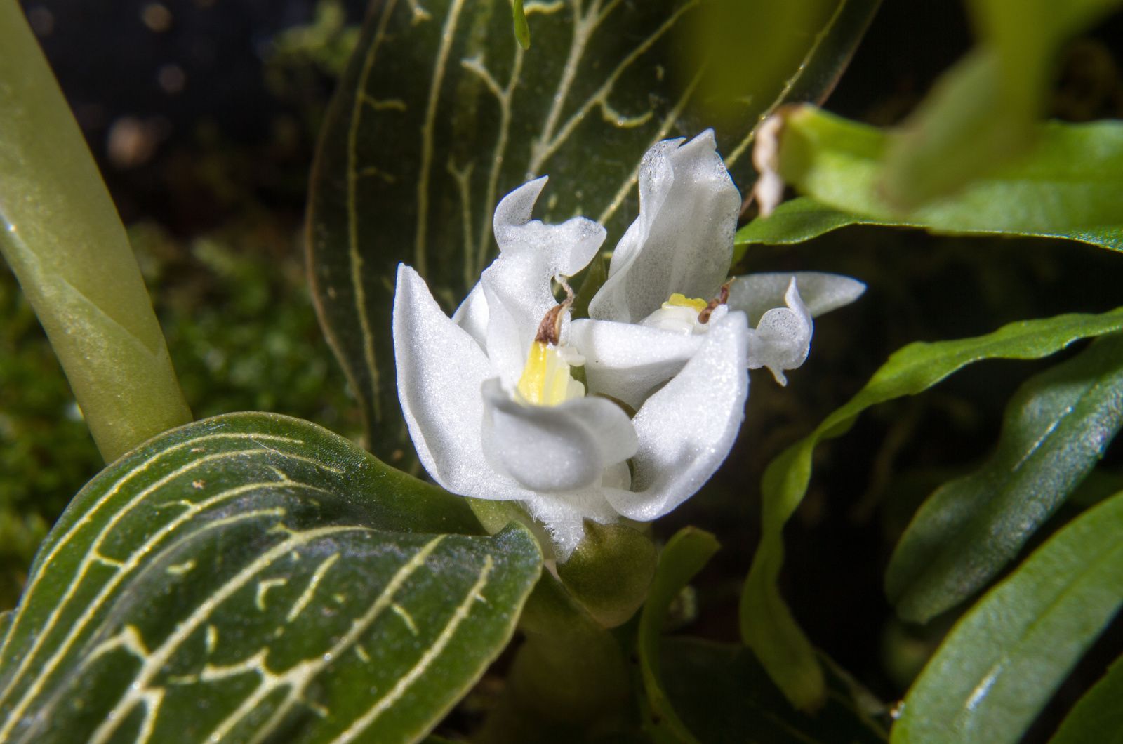 Flower of Jewel Orchids