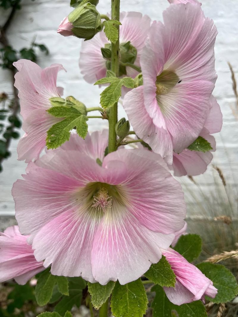 Hollyhock