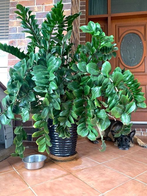 How to Make a ZZ Plant Bushier 