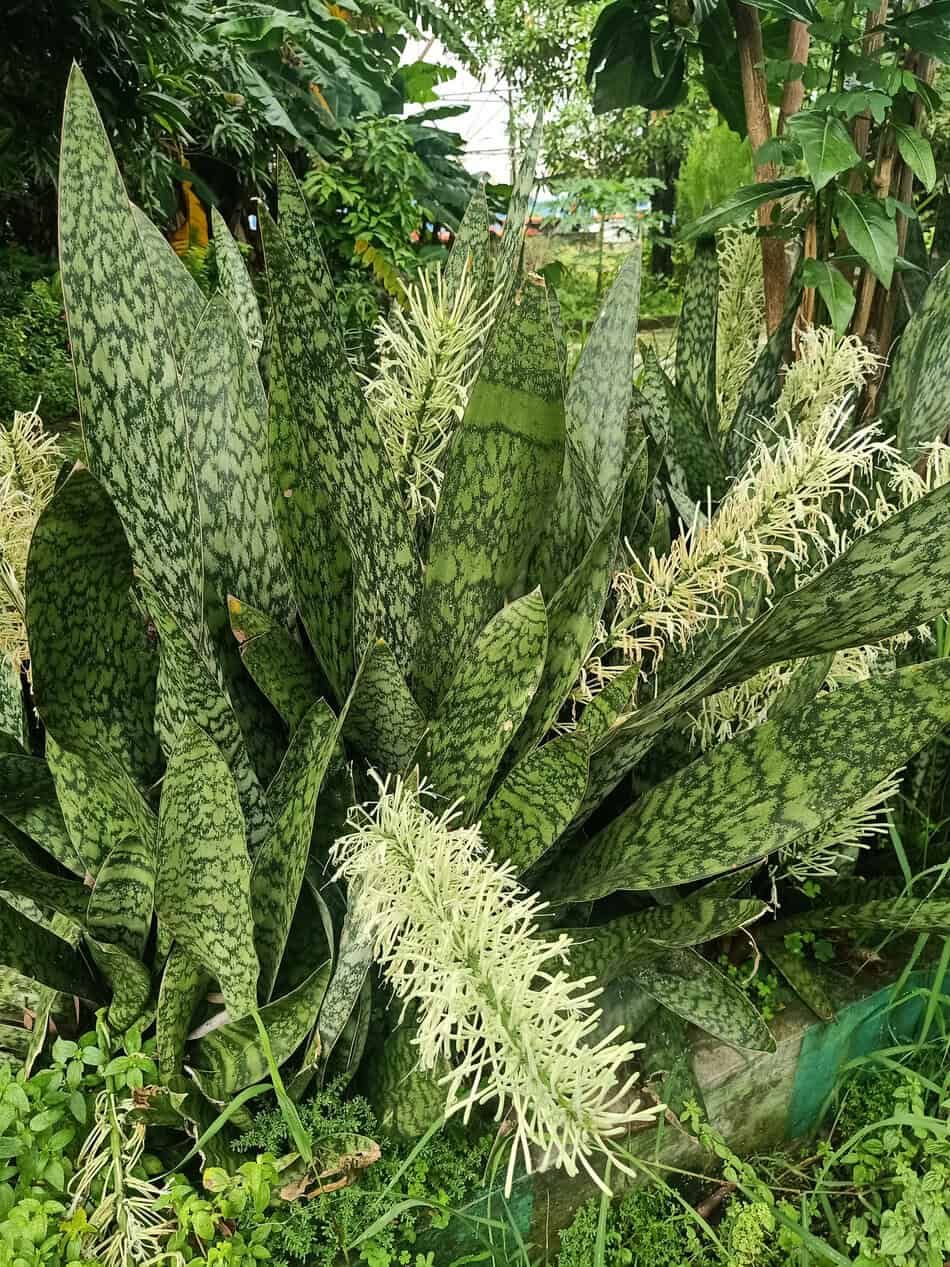 Huge Snake Plant flowering
