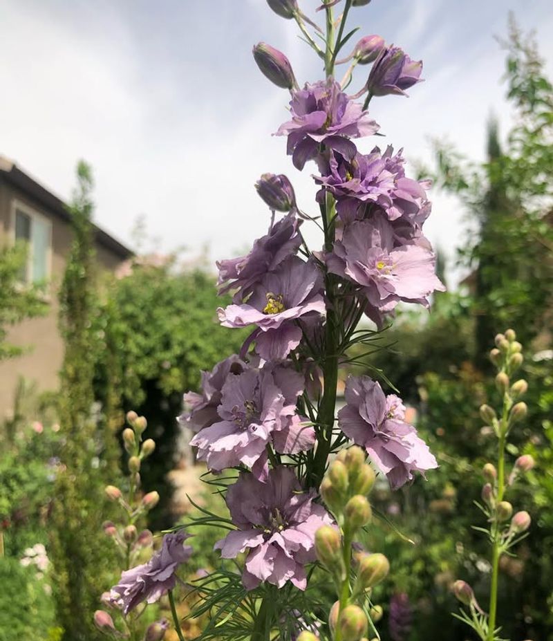 Larkspur